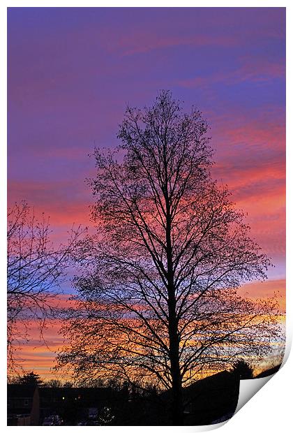 Silhouette of Tree Print by Tony Murtagh