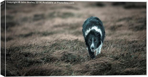  Border Collie Incoming! Canvas Print by John Malley