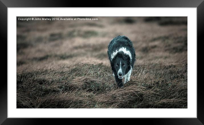  Border Collie Incoming! Framed Mounted Print by John Malley