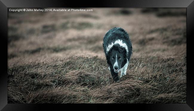  Border Collie Incoming! Framed Print by John Malley
