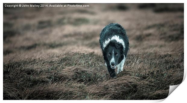  Border Collie Incoming! Print by John Malley