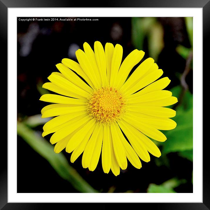  A Yellow Dahlia head in full bloom Framed Mounted Print by Frank Irwin