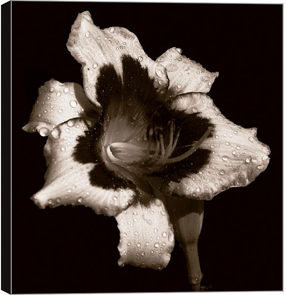  Gracious Lily Duo Tone Canvas Print by james balzano, jr.