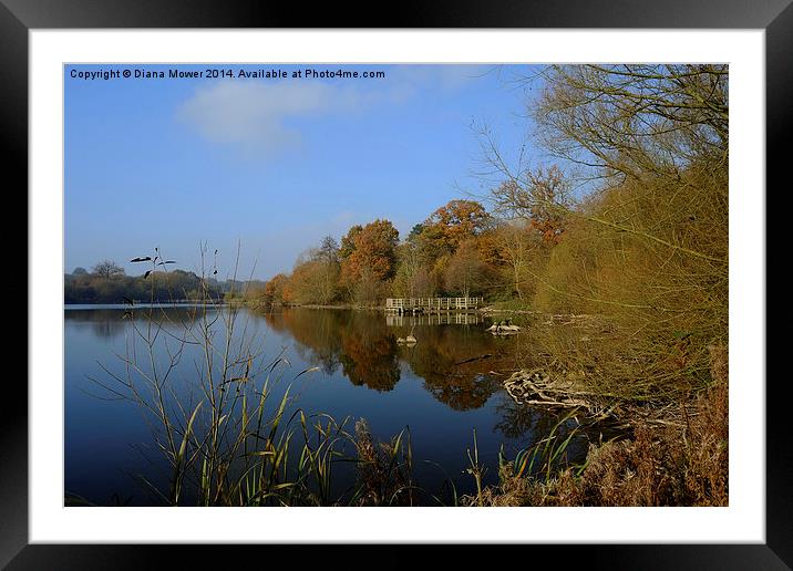  Hatfield Forest     Framed Mounted Print by Diana Mower