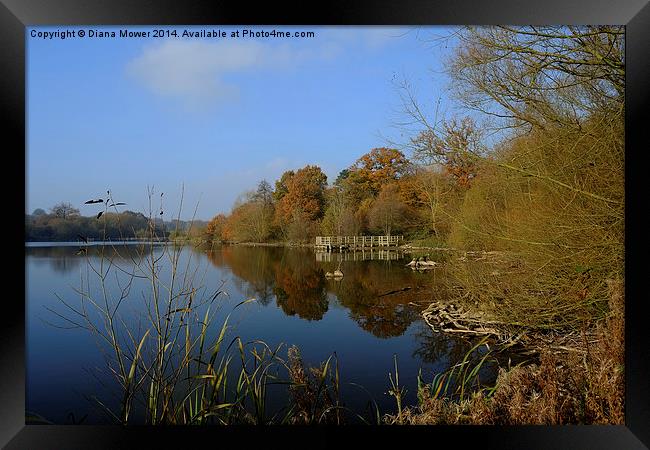  Hatfield Forest     Framed Print by Diana Mower