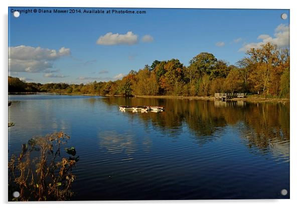  Hatfield Forest  lake Acrylic by Diana Mower