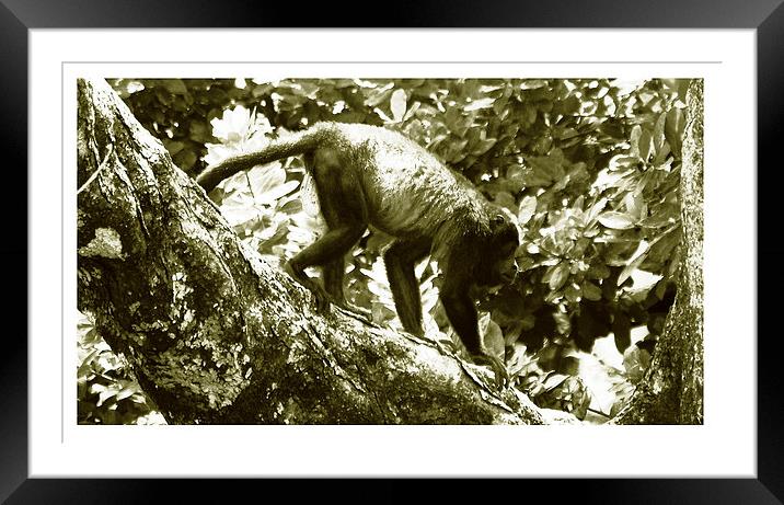 Monkey on Limb Duo  Framed Mounted Print by james balzano, jr.