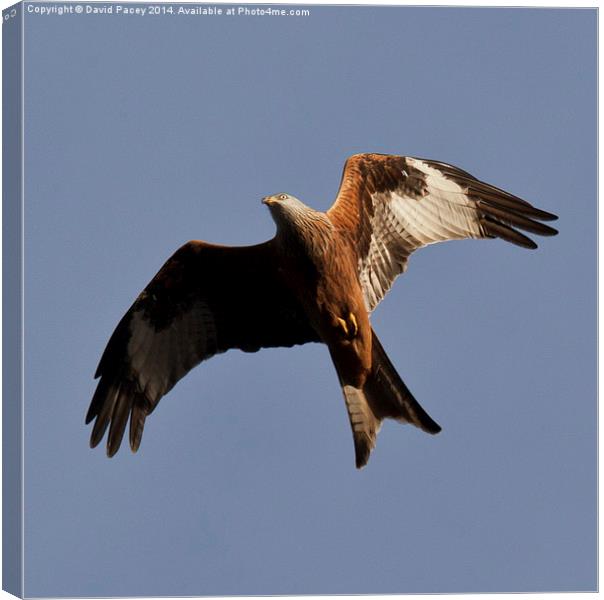 Red Kite Canvas Print by David Pacey