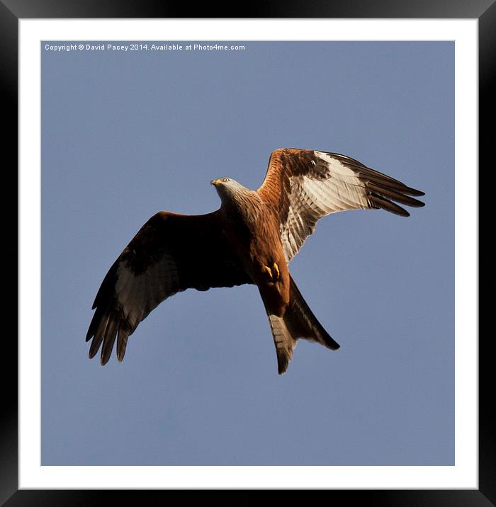 Red Kite Framed Mounted Print by David Pacey