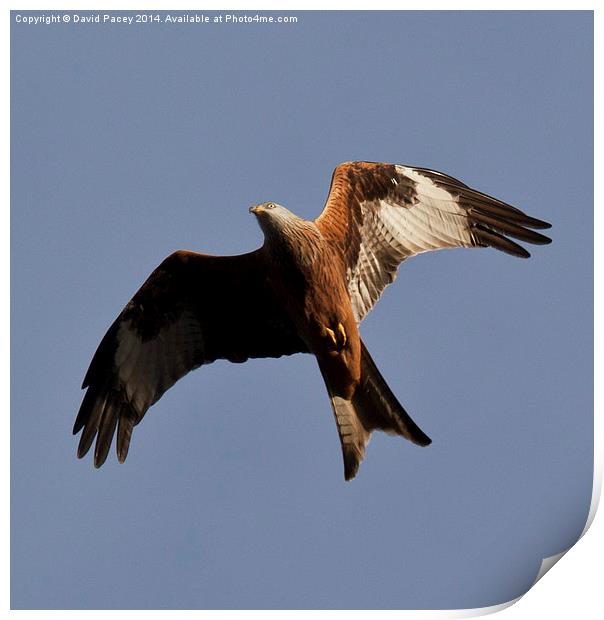 Red Kite Print by David Pacey