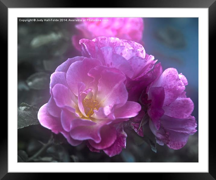  Pretty Pink Roses Framed Mounted Print by Judy Hall-Folde