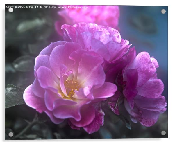  Pretty Pink Roses Acrylic by Judy Hall-Folde