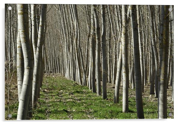 winter trees, Rioja Acrylic by Josep M Peñalver