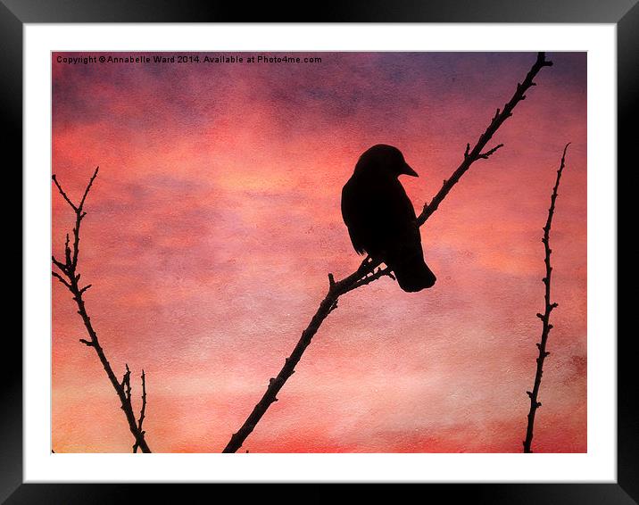  Jackdaw Sunset. Framed Mounted Print by Annabelle Ward