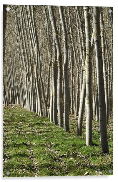 winter trees, Rioja Acrylic by Josep M Peñalver