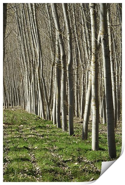 winter trees, Rioja Print by Josep M Peñalver