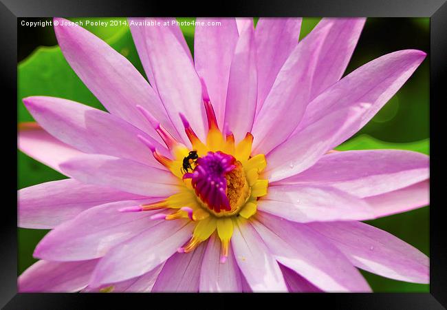 Pink Lotus Framed Print by Joseph Pooley