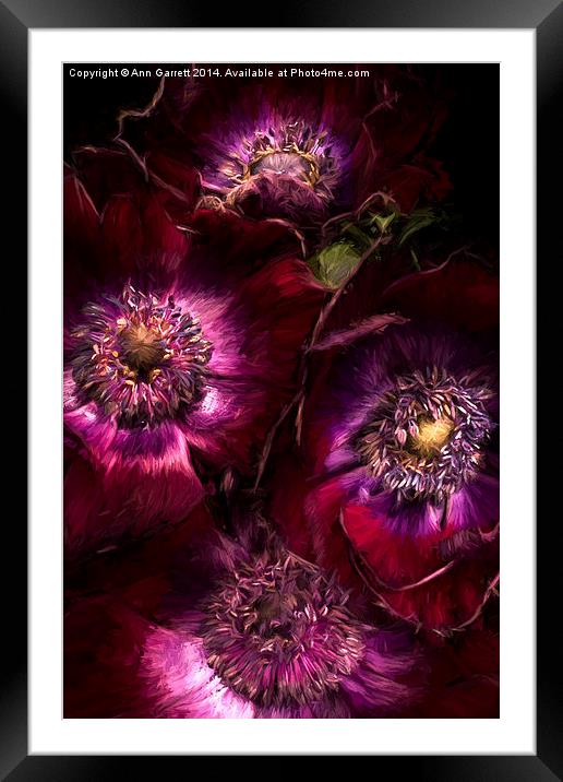 Red Anemones A Digital Painting Framed Mounted Print by Ann Garrett