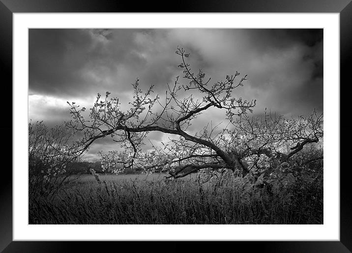 Windswept Framed Mounted Print by Stephen Mole