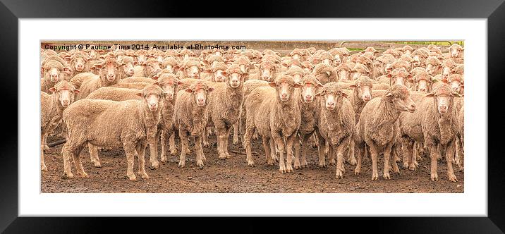  Sheep Posing Framed Mounted Print by Pauline Tims