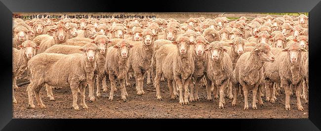  Sheep Posing Framed Print by Pauline Tims