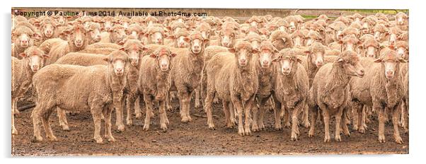  Sheep Posing Acrylic by Pauline Tims