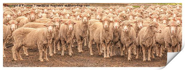  Sheep Posing Print by Pauline Tims