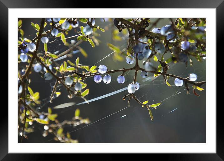 blue berries Framed Mounted Print by Peter Righteous
