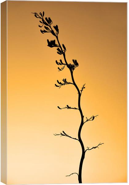 NZ flax stalk Canvas Print by Peter Righteous