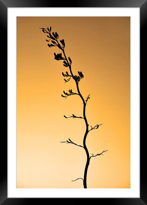 NZ flax stalk Framed Mounted Print by Peter Righteous