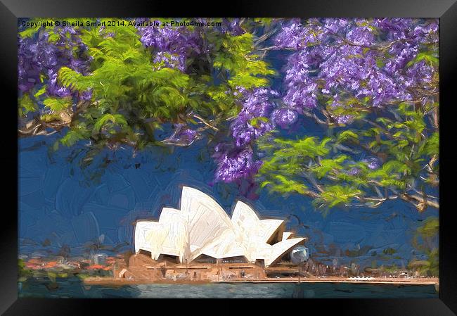  Sydney icon with jacaranda Framed Print by Sheila Smart