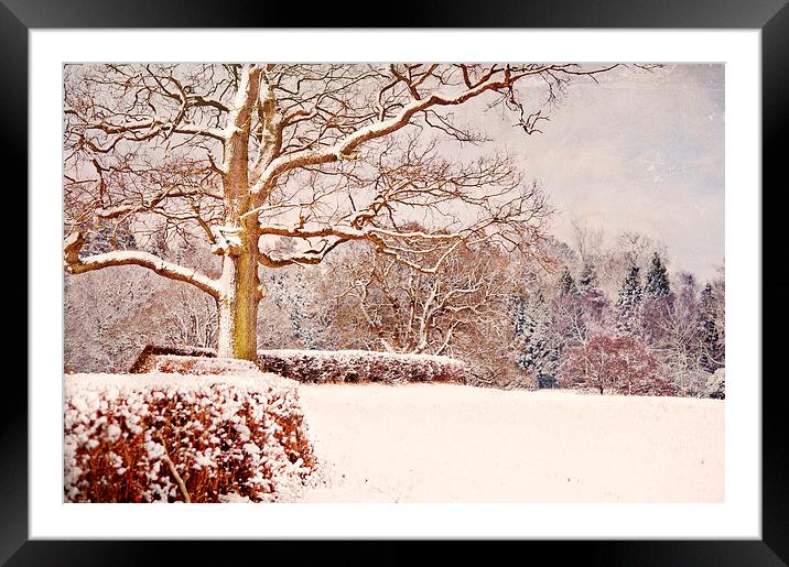Winter Scene  Framed Mounted Print by Dawn Cox