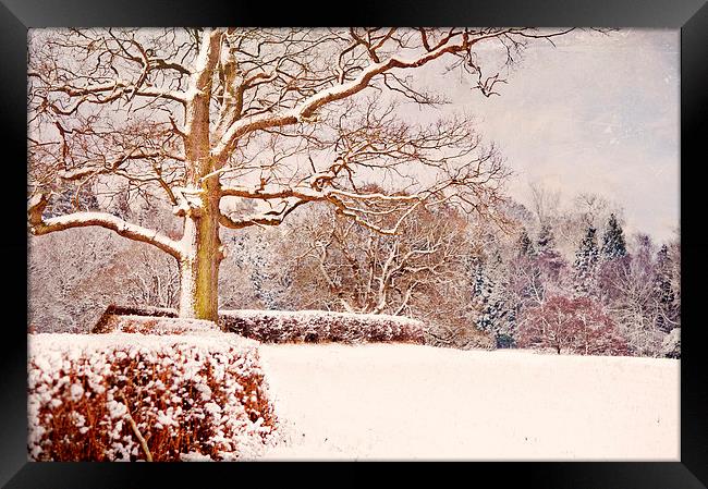 Winter Scene  Framed Print by Dawn Cox