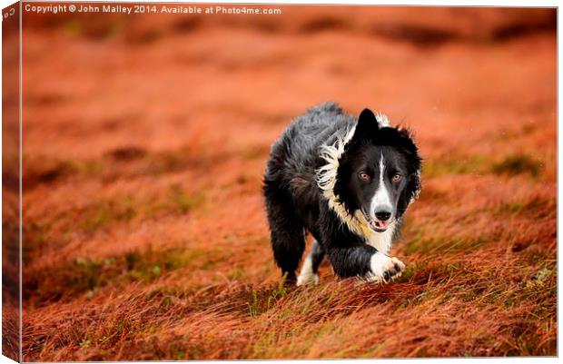  Border Collie At Work Canvas Print by John Malley