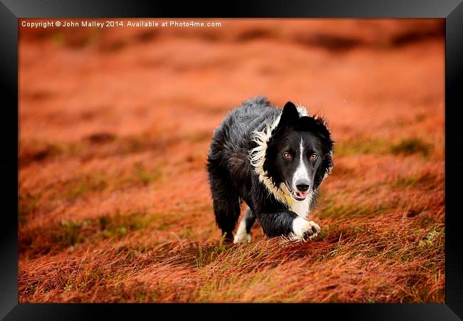  Border Collie At Work Framed Print by John Malley