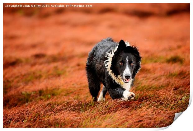  Border Collie At Work Print by John Malley