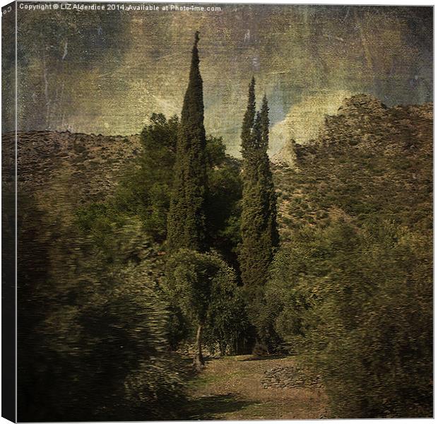 Cypress Trees and Olive Groves  Canvas Print by LIZ Alderdice