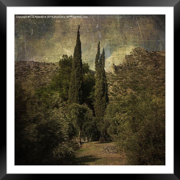 Cypress Trees and Olive Groves  Framed Mounted Print by LIZ Alderdice