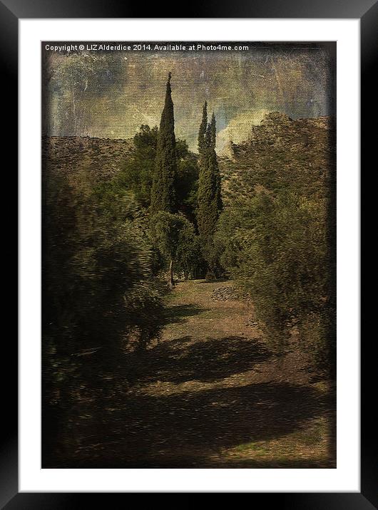 Cypress Trees and Olive Groves   Framed Mounted Print by LIZ Alderdice