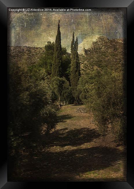Cypress Trees and Olive Groves   Framed Print by LIZ Alderdice