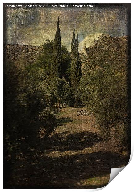 Cypress Trees and Olive Groves   Print by LIZ Alderdice