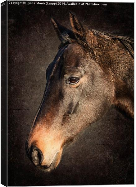  Portrait Of A Horse Canvas Print by Lynne Morris (Lswpp)