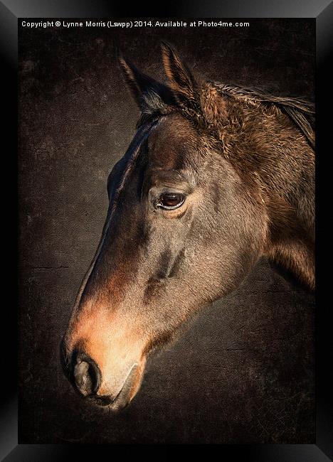  Portrait Of A Horse Framed Print by Lynne Morris (Lswpp)