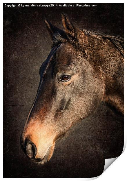  Portrait Of A Horse Print by Lynne Morris (Lswpp)