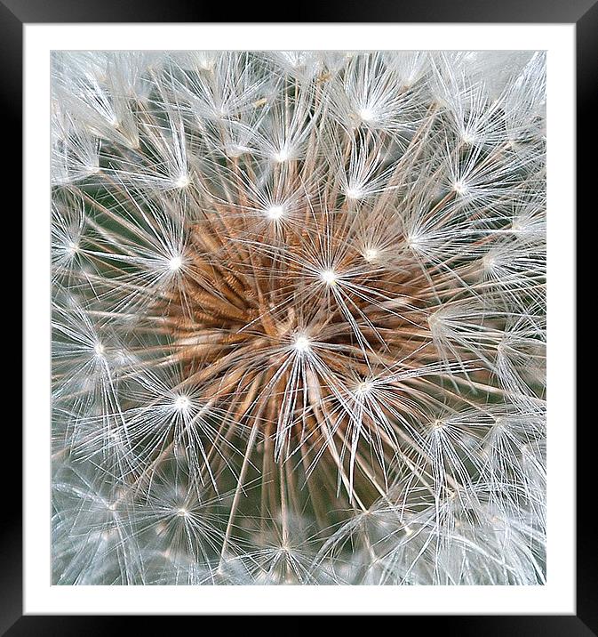DANDELION HEAD Framed Mounted Print by Ray Bacon LRPS CPAGB