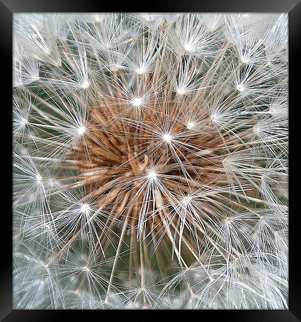 DANDELION HEAD Framed Print by Ray Bacon LRPS CPAGB