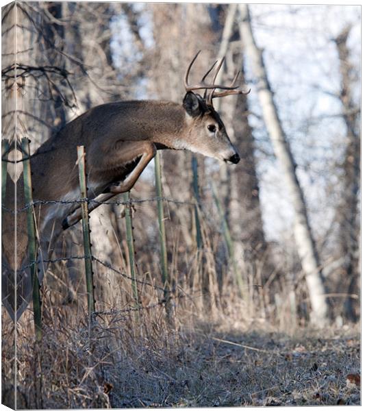 White-tail Buck Jumping Canvas Print by Gary Beeler