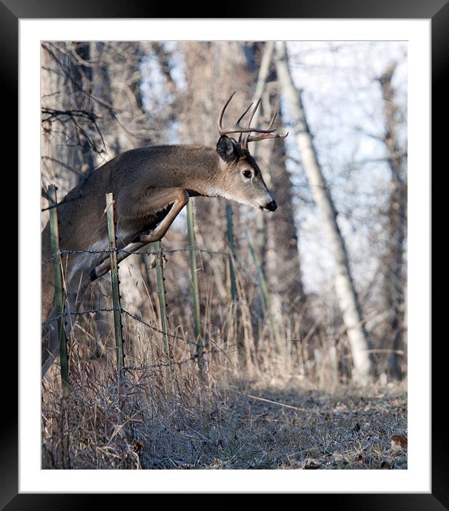 White-tail Buck Jumping Framed Mounted Print by Gary Beeler