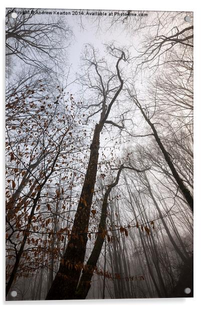  Winter woodland moods Acrylic by Andrew Kearton