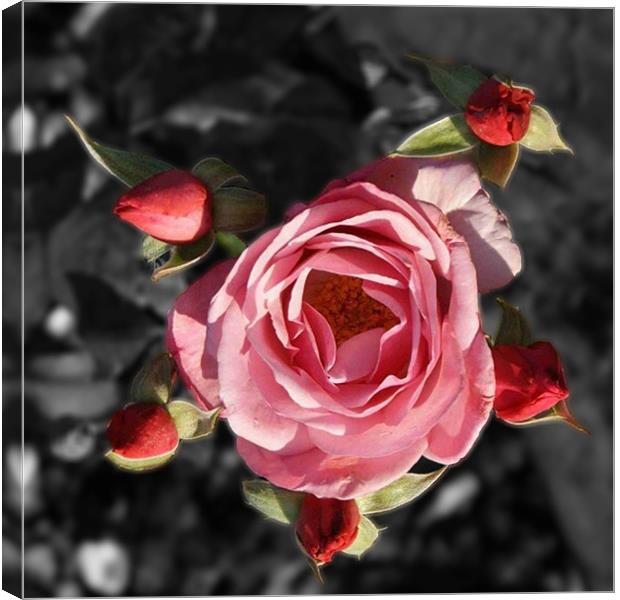 Rose and buds colour Selective blur Canvas Print by Dave Windsor